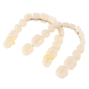Resin Teeth Denture Upper Lower Shade Artificial Preformed Dentition Oral Care Material Tool
