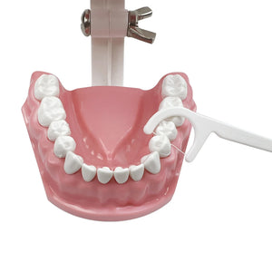 Standard dental Model Brushing Teeth Teaching Denture Model Brushing Flossing Practice Typodont Dentistry Demonstration Study