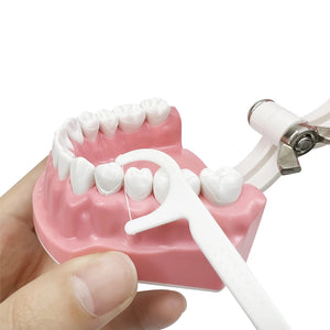 Standard dental Model Brushing Teeth Teaching Denture Model Brushing Flossing Practice Typodont Dentistry Demonstration Study