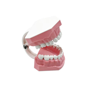 Standard dental Model Brushing Teeth Teaching Denture Model Brushing Flossing Practice Typodont Dentistry Demonstration Study