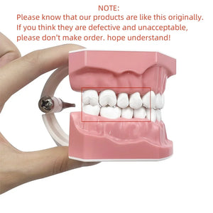 Standard dental Model Brushing Teeth Teaching Denture Model Brushing Flossing Practice Typodont Dentistry Demonstration Study