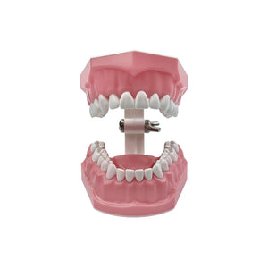Standard dental Model Brushing Teeth Teaching Denture Model Brushing Flossing Practice Typodont Dentistry Demonstration Study