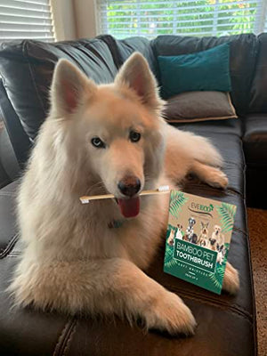 EveEco 4-Pack Bamboo Dog & Pet Toothbrushes - 2 Brush Heads Large & Small with Extra Long 8.5" Use with Toothpaste to Eliminate Cavities, Bad Breath, Tartar for Puppies, Cats, Kittens